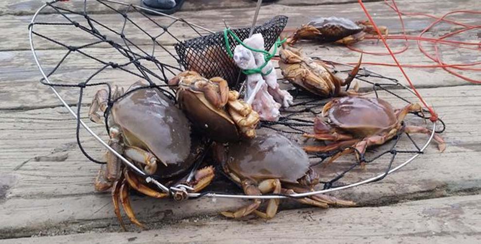 crabbing season guide