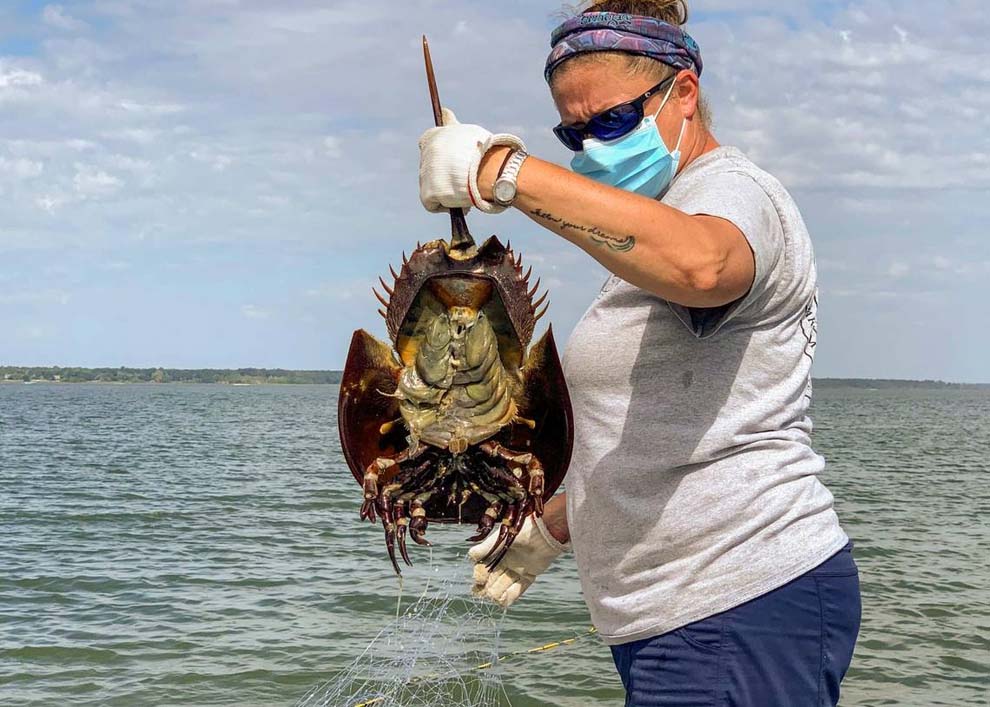crab trapping guide