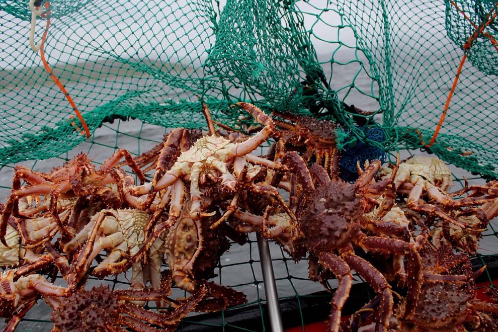 crabbing season guide