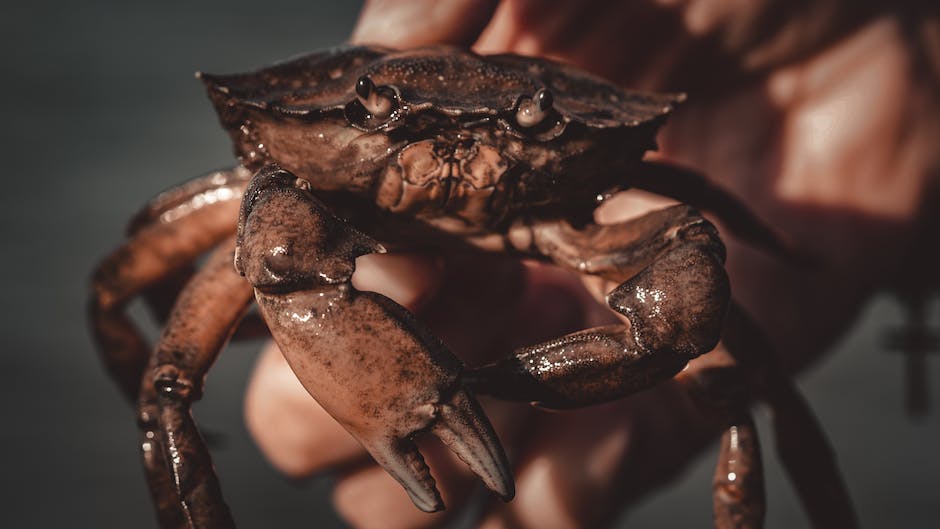 wild crab