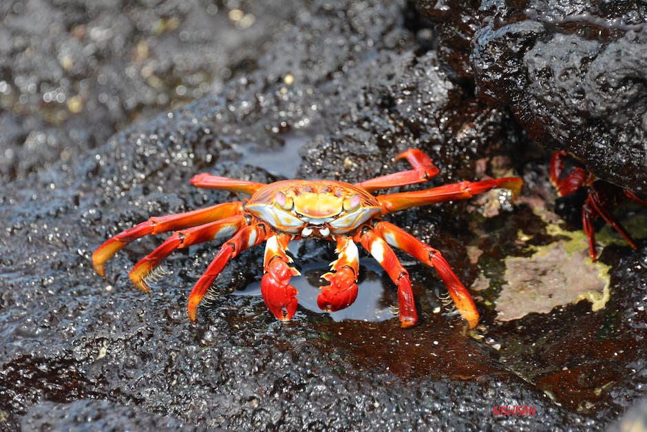 wild crab preparation